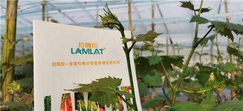 水溶肥，拉姆拉，翠姆