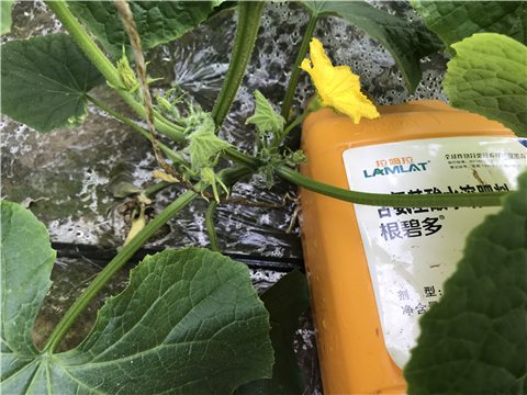 水溶肥，拉姆拉，翠姆