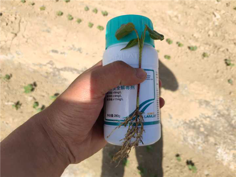 安碧解，拉姆拉，翠姆