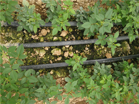 生根劑，拉姆拉，翠姆