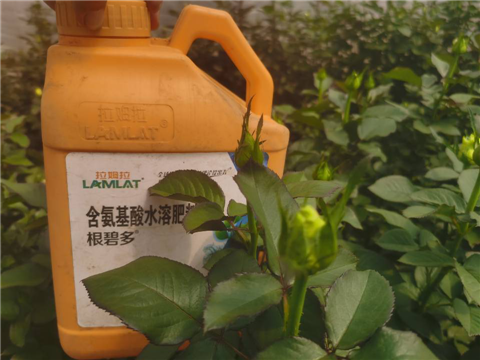 生根劑，拉姆拉，翠姆