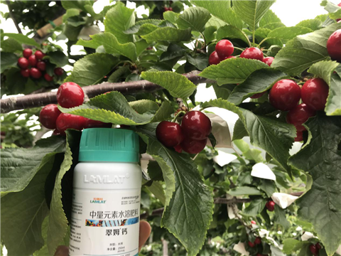 水溶肥，拉姆拉，翠姆