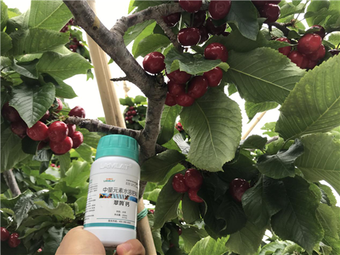 水溶肥，拉姆拉，翠姆