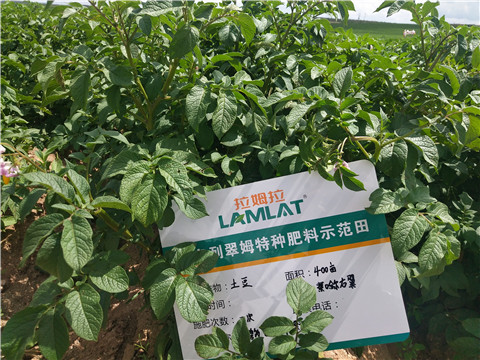 安碧解，拉姆拉，翠姆