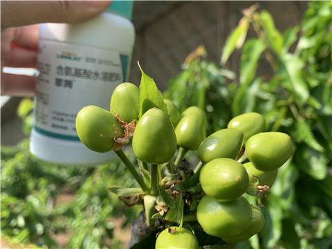 氨基酸水溶肥，拉姆拉，翠姆