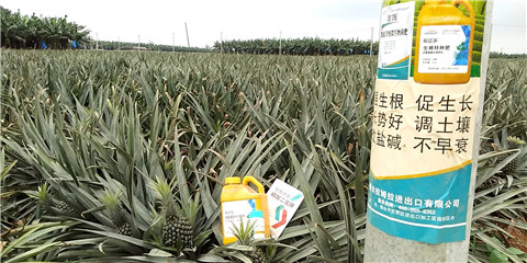 水溶肥，拉姆拉，翠姆