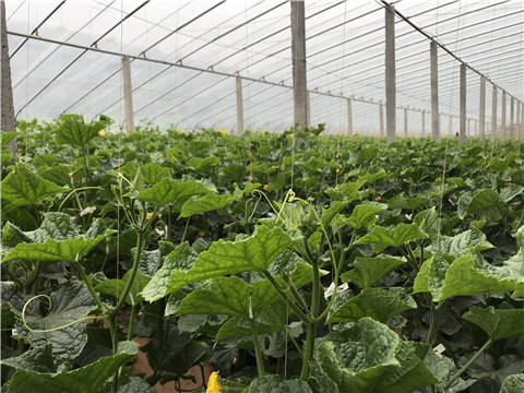 小分子有機(jī)碳，拉姆拉，翠姆