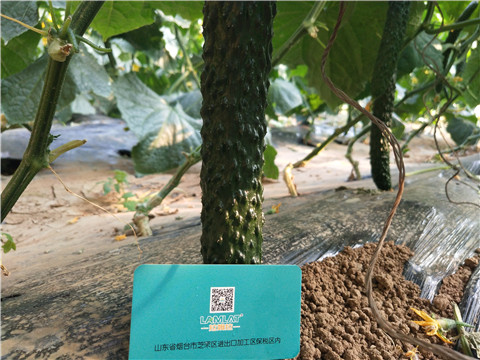 小分子有機(jī)碳，拉姆拉，翠姆