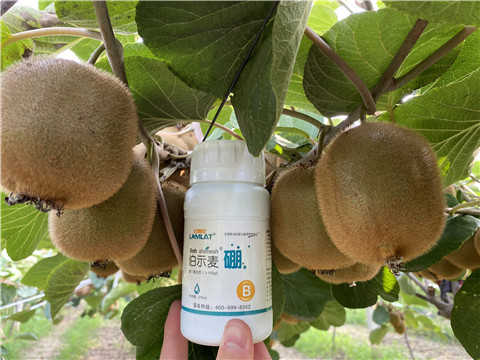 硼肥，拉姆拉，翠姆