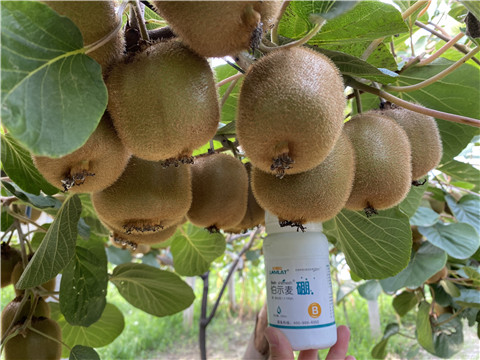 硼肥，拉姆拉，翠姆