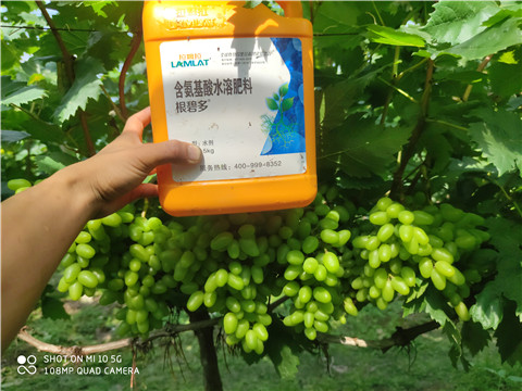 生根劑，拉姆拉，翠姆