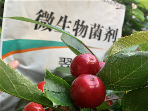 微生物菌劑，拉姆拉，翠姆