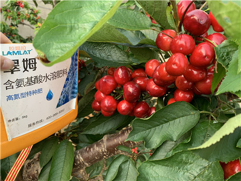 水溶肥，拉姆拉，翠姆