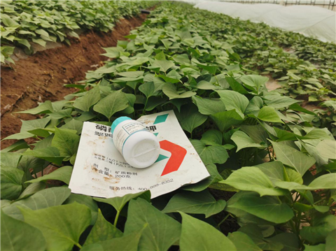 水溶肥，拉姆拉，翠姆