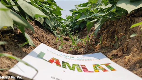 水溶肥，拉姆拉，翠姆