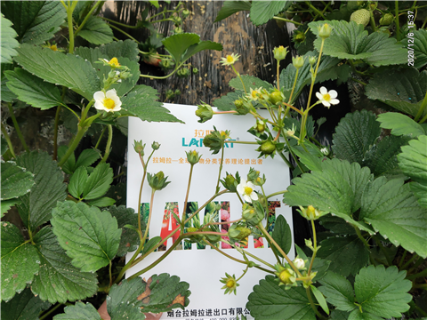 水溶肥，拉姆拉，翠姆