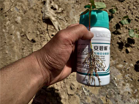 水溶肥，拉姆拉，翠姆