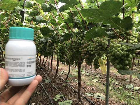 水溶肥，拉姆拉，翠姆