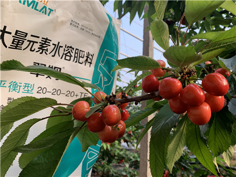 大量元素水溶肥，拉姆拉，翠姆