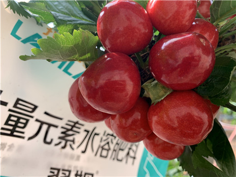 大量元素水溶肥，拉姆拉，翠姆