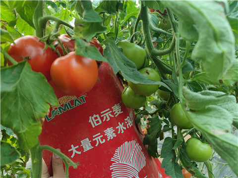 水溶肥，拉姆拉，伯示麥