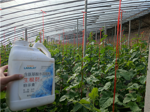 水溶肥，拉姆拉，翠姆