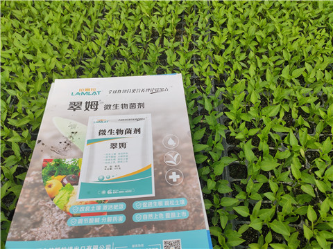 水溶肥，拉姆拉，翠姆