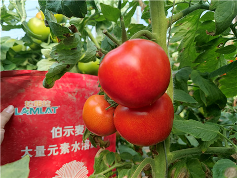 水溶肥，拉姆拉，伯示麥 