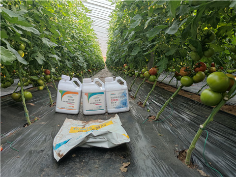 水溶肥，拉姆拉，伯示麥 