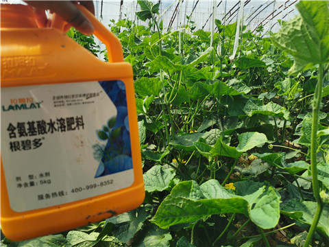 水溶肥，拉姆拉，翠姆