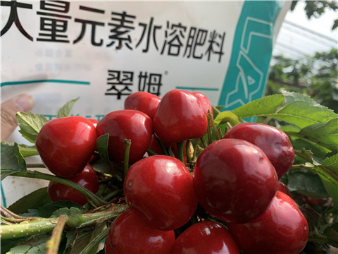 水溶肥，拉姆拉，翠姆