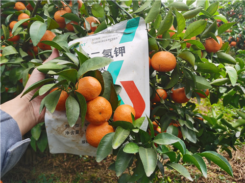 葉面肥，拉姆拉，翠姆