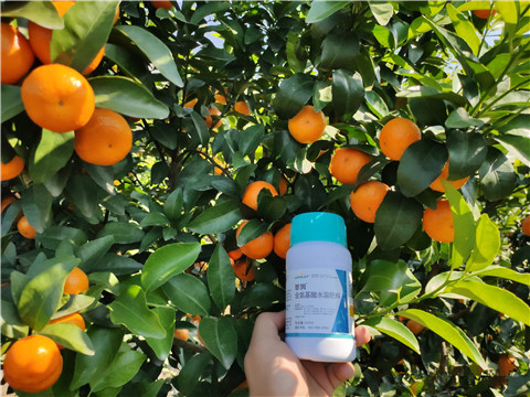 葉面肥，拉姆拉，翠姆