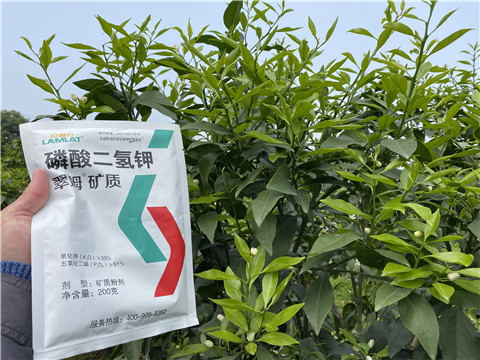 葉面肥，拉姆拉，翠姆