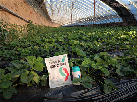 草莓施肥管理，拉姆拉，翠姆