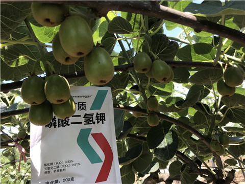 水溶肥，拉姆拉，翠姆