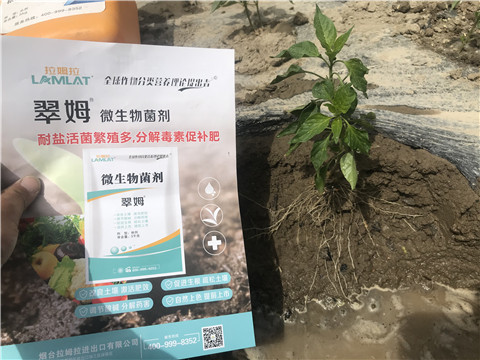 辣椒，拉姆拉，翠姆