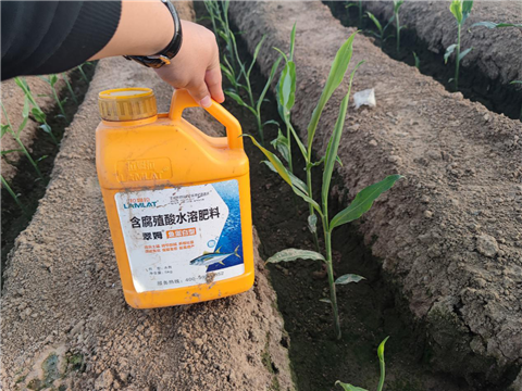 大姜，拉姆拉，翠姆