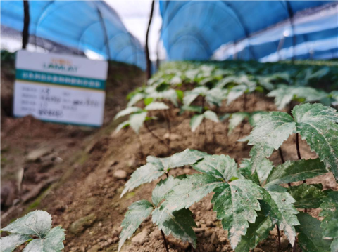 水溶肥，拉姆拉，翠姆