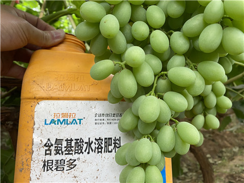 生根劑，翠姆，拉姆拉