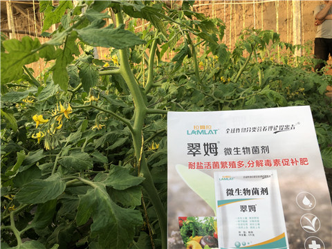 微生物菌劑，翠姆，拉姆拉