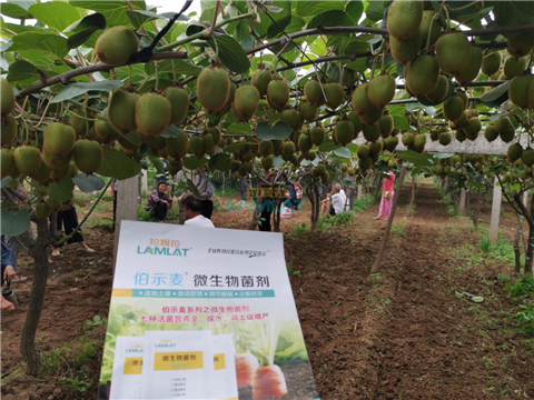 生根劑，翠姆，拉姆拉