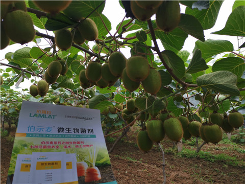 水溶肥，伯示麥，拉姆拉