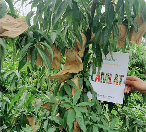 水溶肥，翠姆，拉姆拉