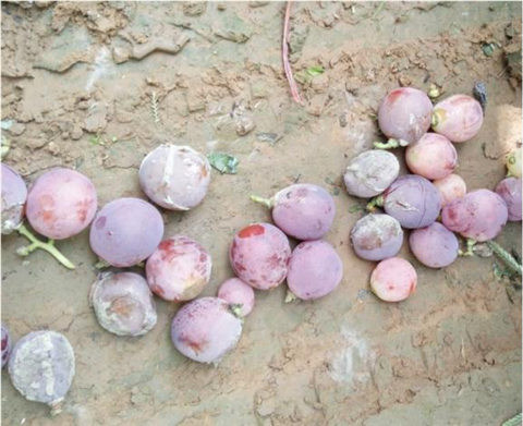 水溶肥，翠姆，拉姆拉