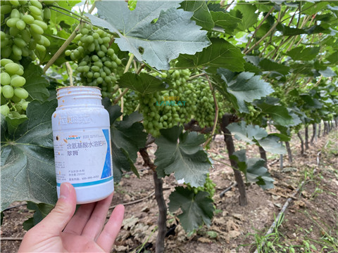 水溶肥，翠姆，拉姆拉