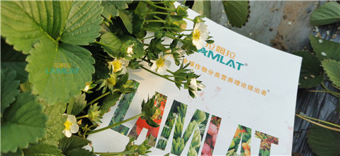 鈣肥，翠姆，拉姆拉