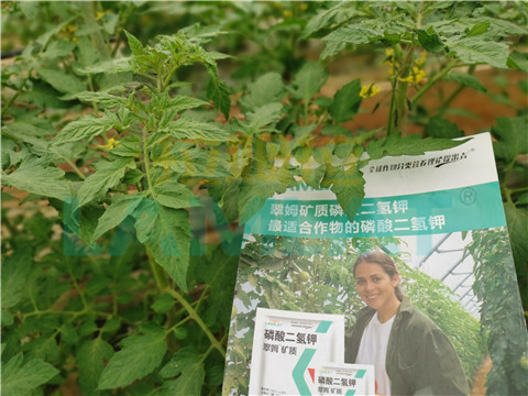 水溶肥，翠姆，拉姆拉