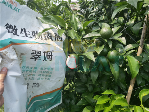 微生物菌劑，翠姆，拉姆拉