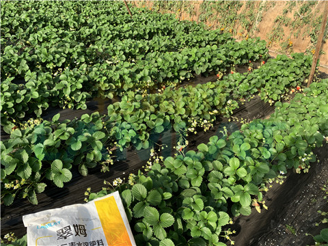 水溶肥，翠姆，拉姆拉